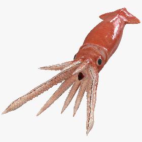 3D Arrow Squid Doryteuthis Plei Rigged model